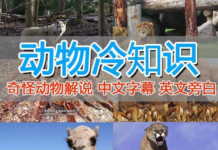 （6312期）外面卖1699的国外纪录片解说（动物解说、美食、动画片）稳过中视频-保成圈-山云人力,分享创业咨询_最新网络项目资源